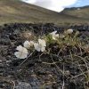 7-4-17 Iceland Laugavegur TRL08 SeaCampion (Silene uniflora)